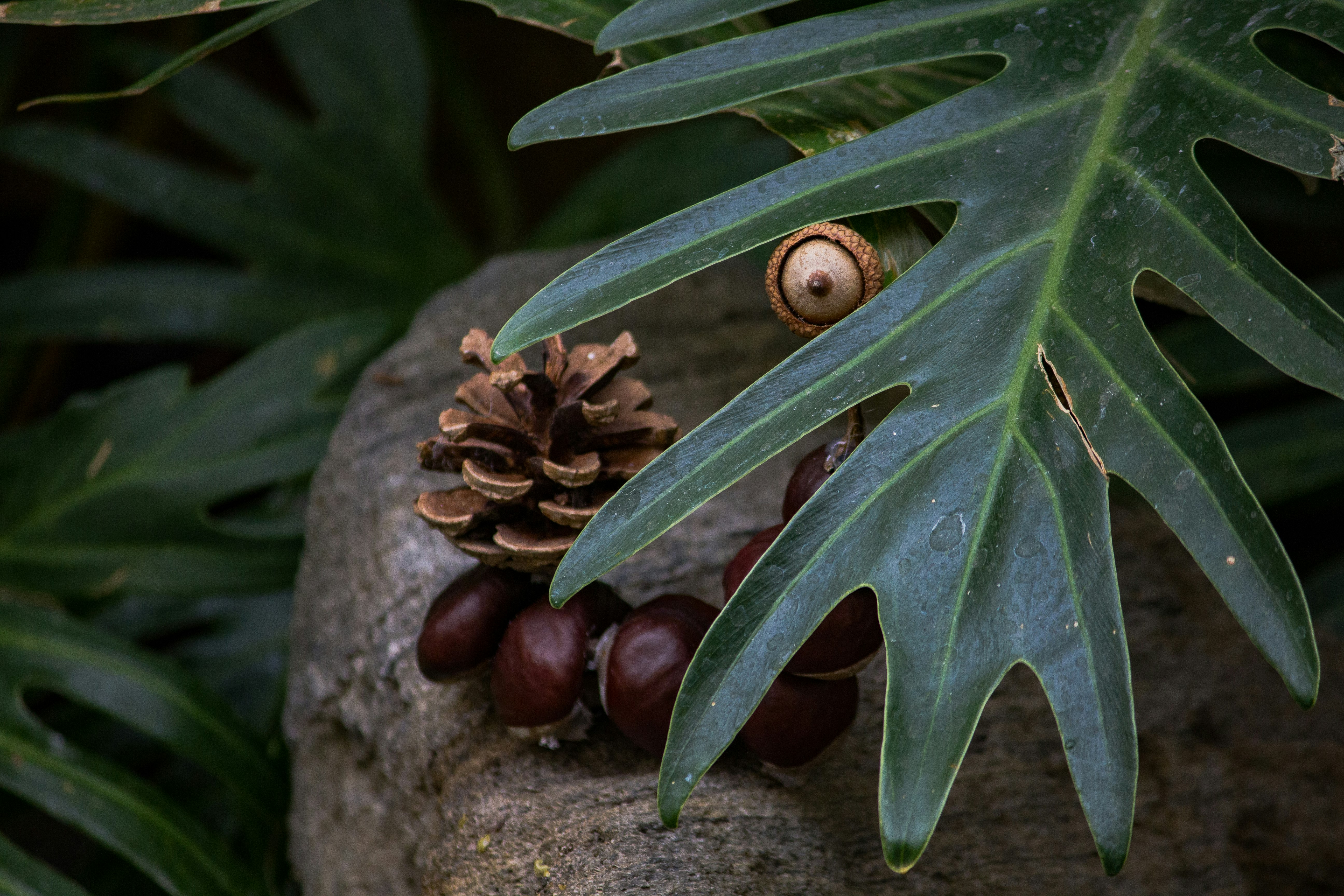 brown fruit on brown soil